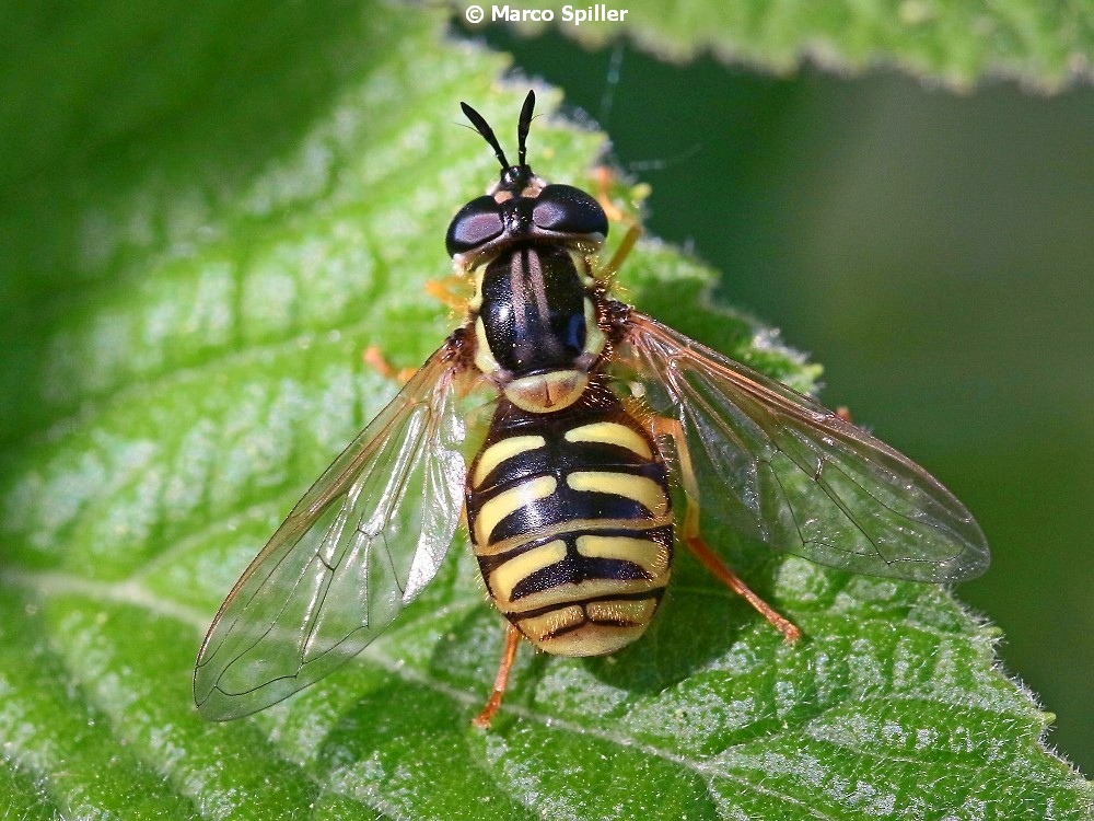 Syrphidae: Chrysotoxum cautum, femmina